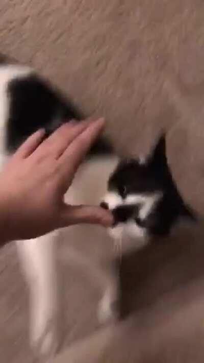 kitter bite chomk