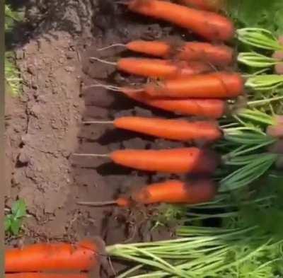 Removing carrots from a garden