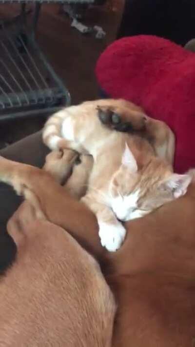 NEW FRIENDS! Video of my dog cuddling with my cat after we adopted him!