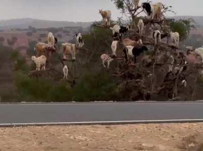 Goats on a tree in Morocco