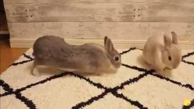 Stretchy bunnies, seen on r/aww