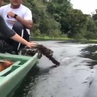 Just a sloth enjoying a boat ride