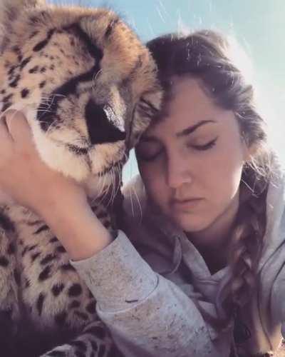 We could all use a pet Cheetah