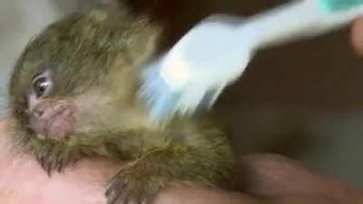 Orphaned deaf baby marmoset being combed with a toothbrush