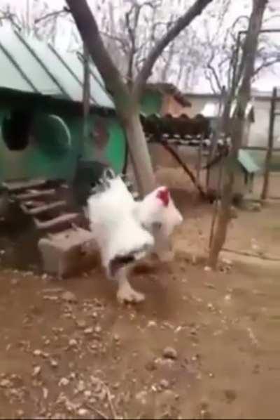 A massive cock