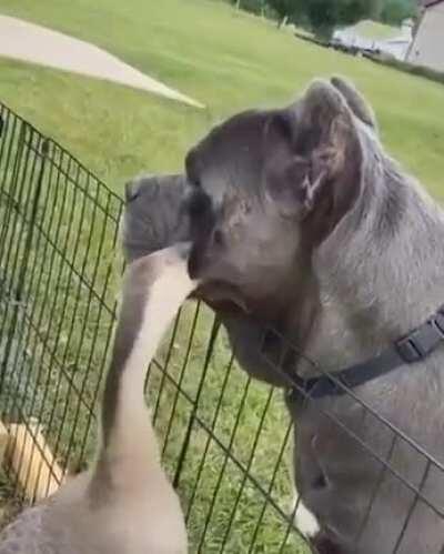 Facial massage on a very patient boy