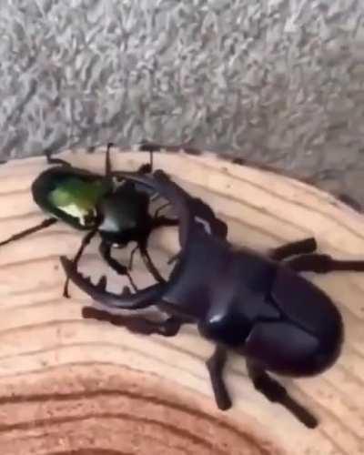 🔥 Robot bug meets real bug, and gets the smackdown!