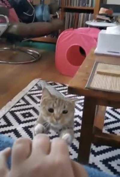 The way this cat dodges the table with his ear!