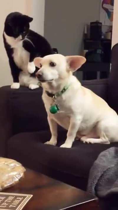 Cat deciding whether it should boop the dog