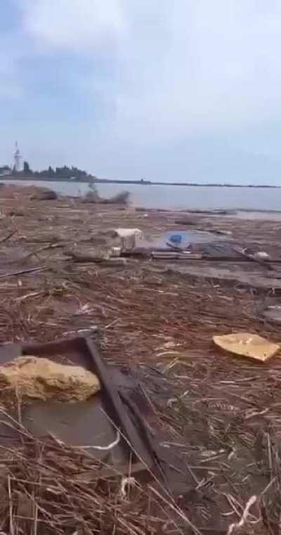 A dog on a board from the Kherson region washed ashore in Grigorovka, Odessa region. There she was rescued by local residents.