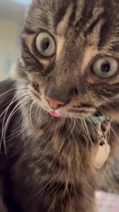 crazy blep.😛