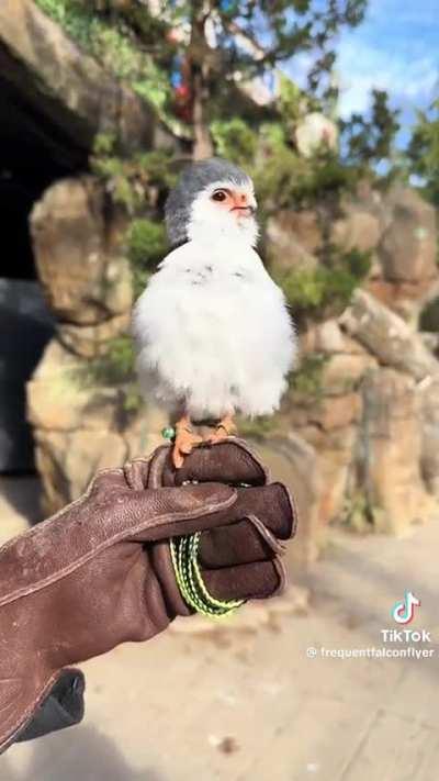 The Pygmy Falcon is the Smallest Bird of Prey.