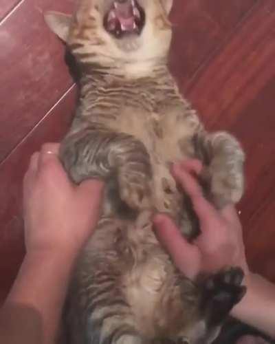 Cat undecided on belly rubs