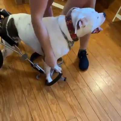 Happy boy loves his wheelchair