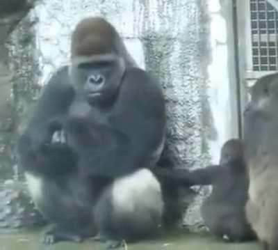 Gay Gorilla Porn - ðŸ”¥ Baby Gorilla Calms Down Adult Gorilla With Just A Carin...