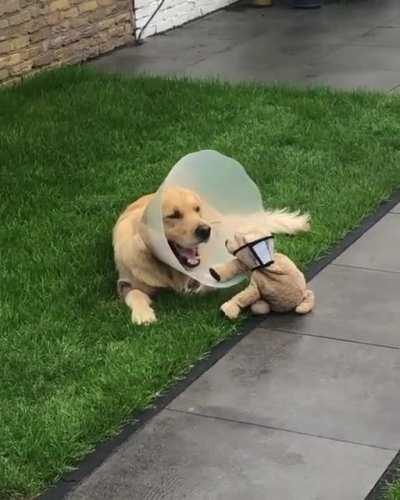 Even his best friend has a cone of shame