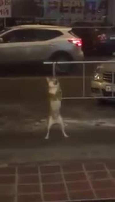 Dancing Dog