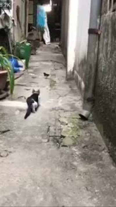 Its amazing how a cat moves so slowly and accurately while hunting