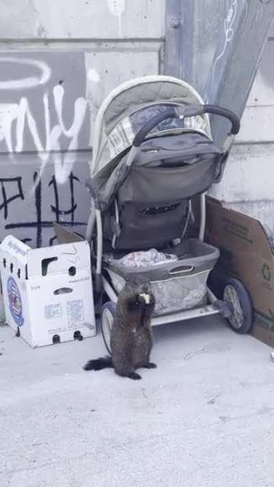 Casual stroll walking to a baseball game. Found this nonchalant hungry fellow. Never change Toronto!