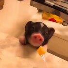 Piglet eating cheese