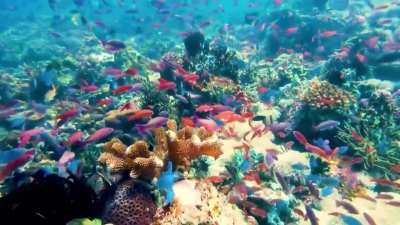 “Centre of the Centre of Marine Biodiversity” - The Verde Island Passage, Philippines