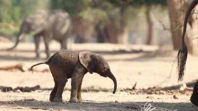 A baby elephant taking it's first steps