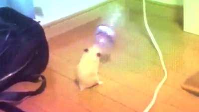 Hamster dancing with water bottle