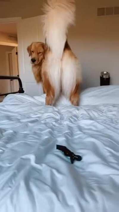 Doggo vs hair clip