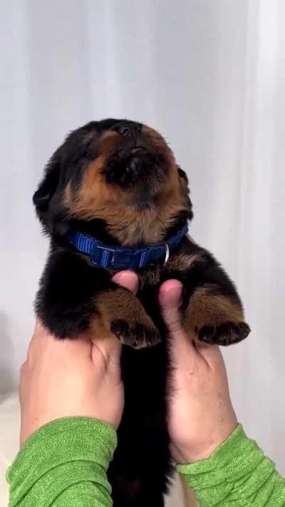 cute rottweiler puppy