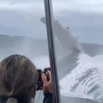 🔥 So that you have an idea of the true size of a humpback whale