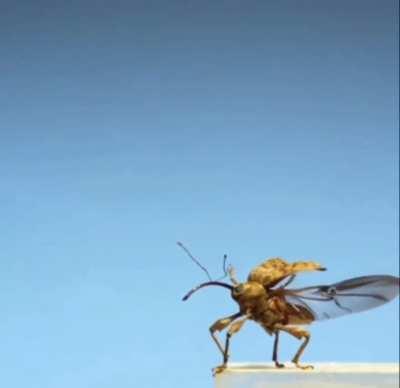 Weevil taking a flight