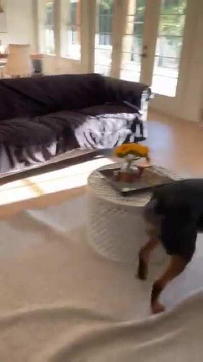 Puppy french bulldog chase rottweiler