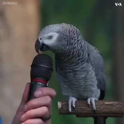 Parrot impressive voice impressions