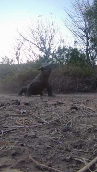 Komodo dragon swallowing a goat whole while alive. [graphic]