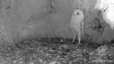 Baby owl first time hearing thunder