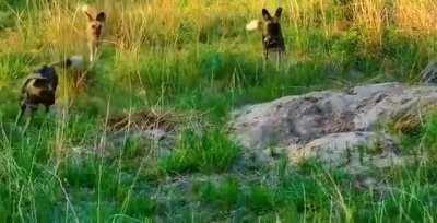 🔥 A boar slipping smoothly into its burrow to escape a pack of wild dogs