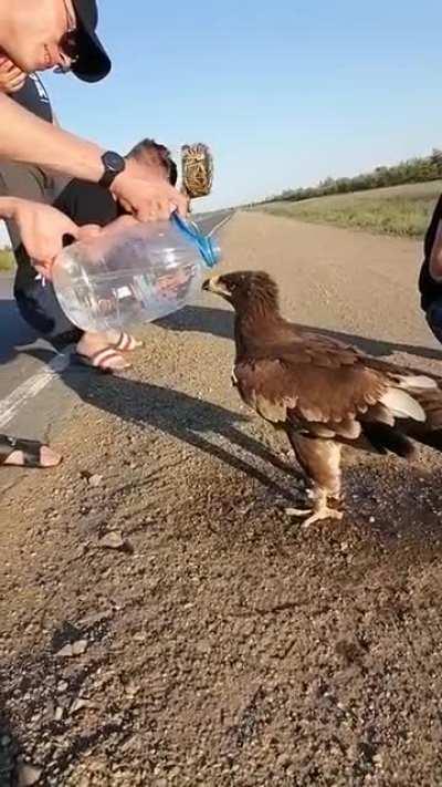 Saved eagle from thirst