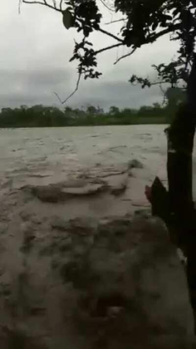 WCGW Trying to grab a coconut during a flood