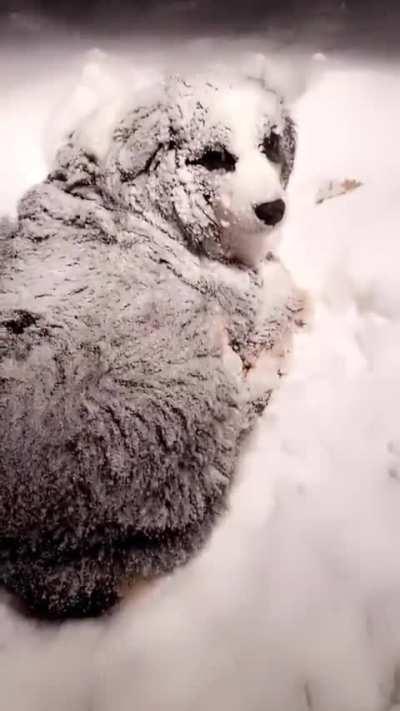 Dog shakes off the snow.