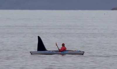 Huge male orca coming up for air right next to a kayaker in Skjervøy, northern Norway