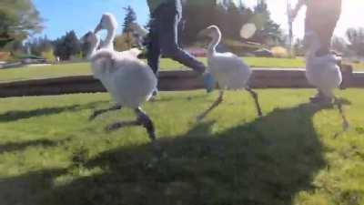 Baby flamingos at the Oregon Zoo