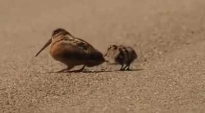 This is how American Woodcock worm luring technique looks