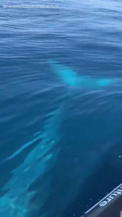 🔥 Close encounter with a Blue Whale