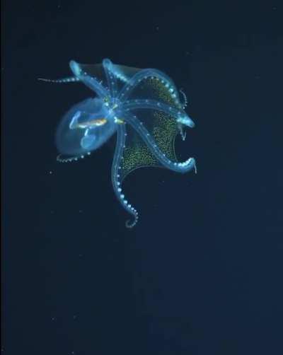 🔥A Rare Sighting of a Glass Octopus (Vitreledonella richardi) Reveals its Nearly Transparent Membrane in Extraordinary Detail⁣