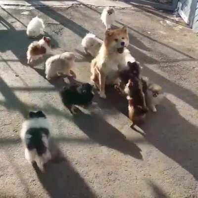 Army of playful fluffballs vs a big good boy