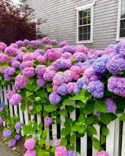 The amazing color palette of these Hydrangea flowers