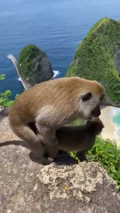 🔥Monkeys on vacation with a great view