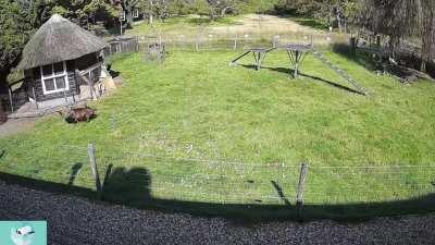 farm animals save chicken from hawk attack