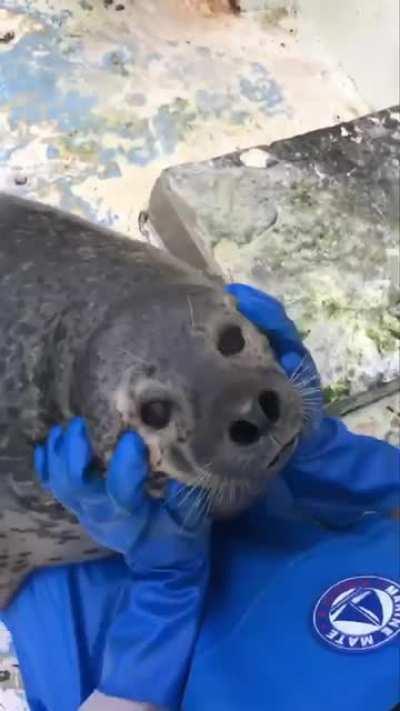 Pet the happy seal