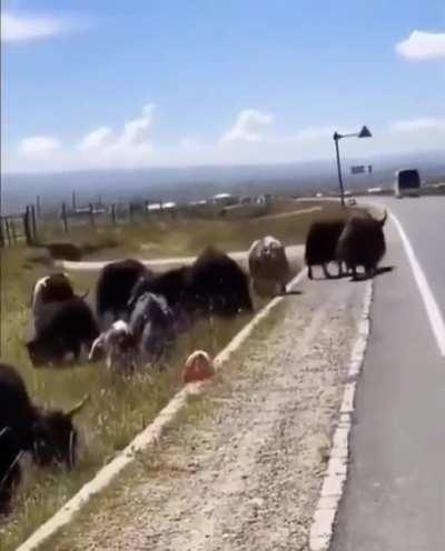 aww... he is teaching road safety!!